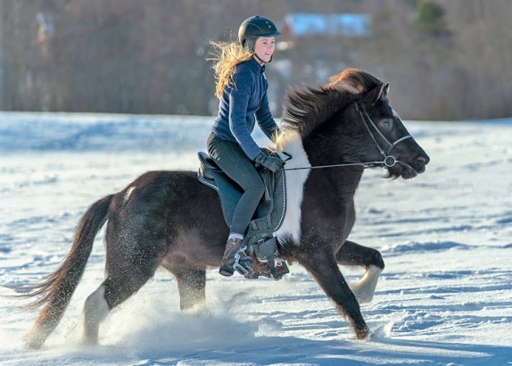 Small strong Icelandic horse carrying a large young girl