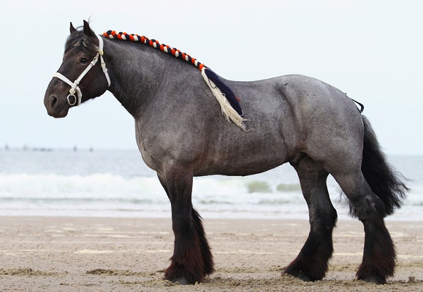 Strong Dutch Draft horse standing on a beach