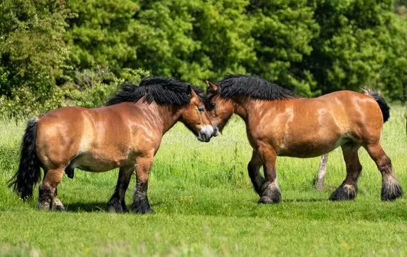 Two Ardennes horses greeting each other in a field