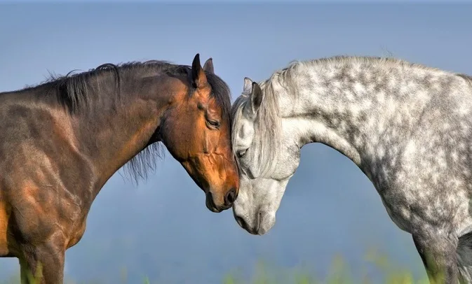 Two beautiful horses touching heads