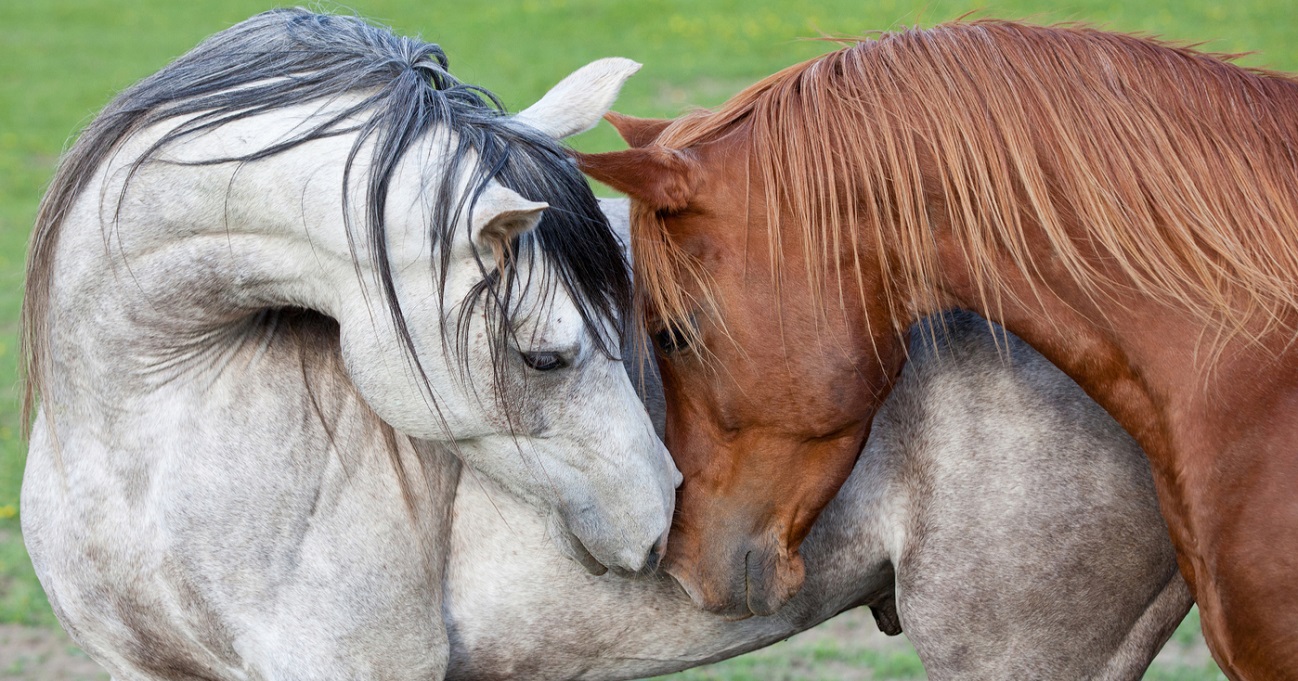 Two horses with the same personality type nuzzling each other
