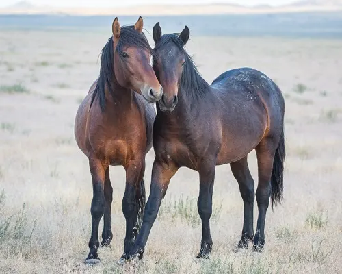 Two wild horses standing side by side