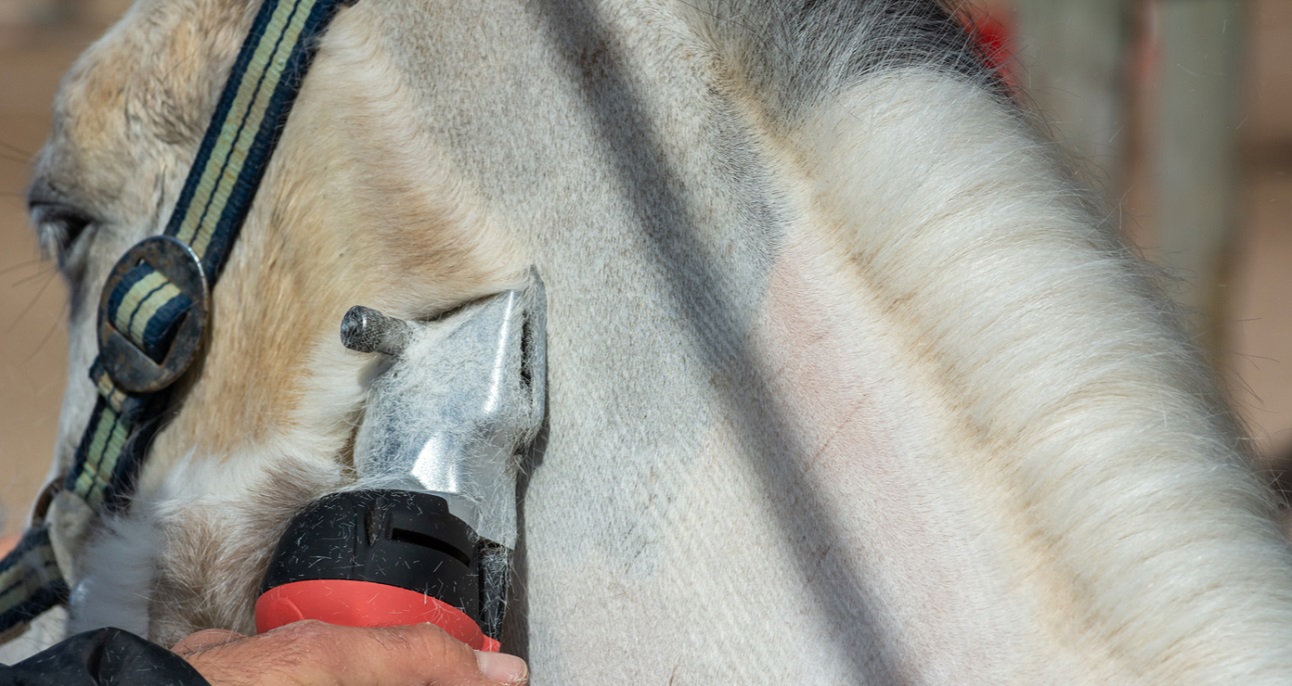 Types of horse clips and what is horse clipping