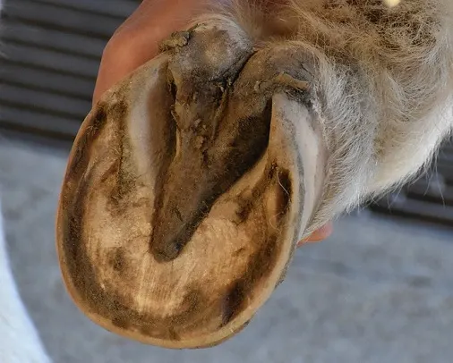 Underside of a horse hoof close up