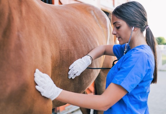Vet checking a horse for stomach ulcers