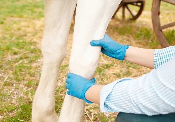 Vet checking a horse knee joint inflammation injury