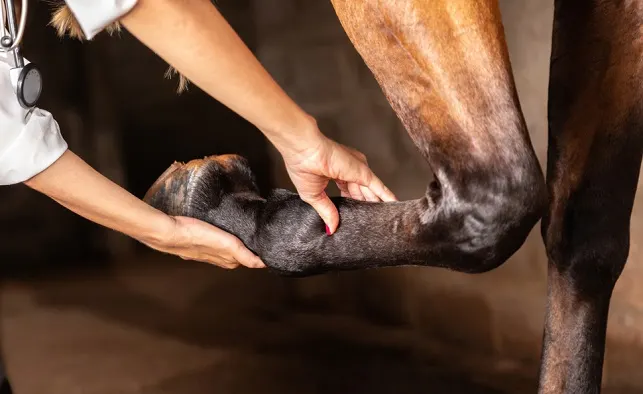 Vet performing a flex test on an injured horse