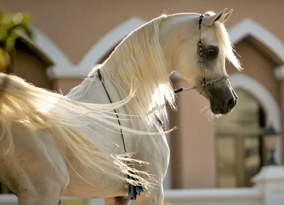 Close up of a white Arabian horse