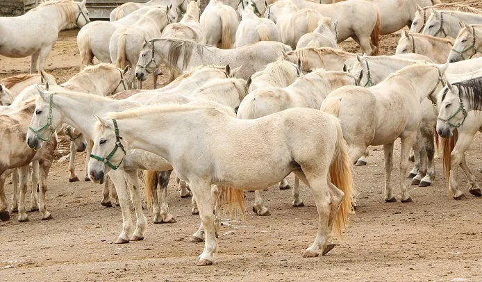 White Lipizzan horse herd in a dry mud paddock