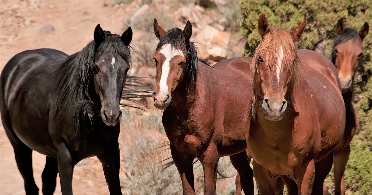 20 Best Wild Horse Quotes & Sayings