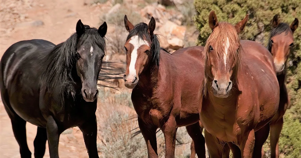 Best wild horse quotes and sayings