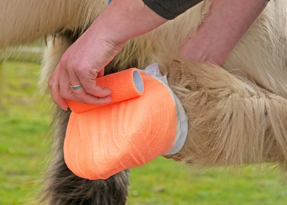 Woman bandaging a horse's injured hoof
