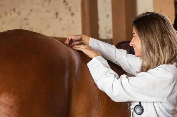 Woman massage a horse's sore back muscles