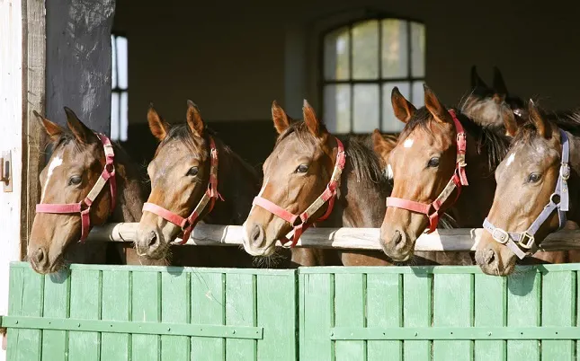 Yearling racehorses at a horse racing yard