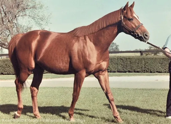 Affirmed, one of the best racehorses in history