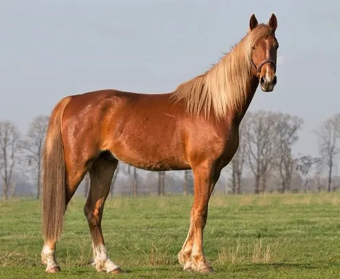 American Saddlebred Horse Donatello