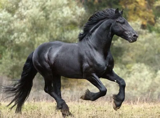 8 Smartest Horse Breeds