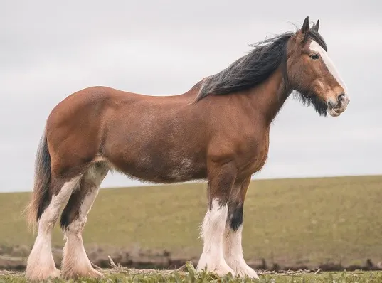 Beautiful smart Clydesdale horse standing in a field