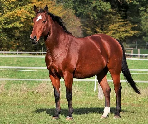 Beautiful smart brown Quarter Horse breed in a field