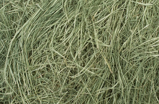 Bermuda grass used for livestock hay