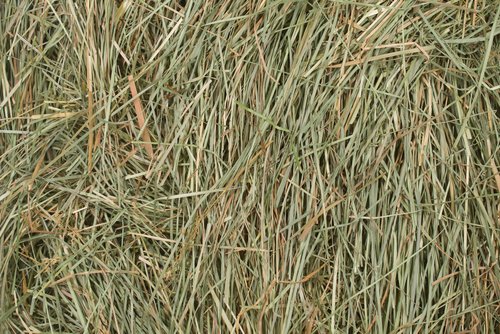 Bluegrass used as a type of hay