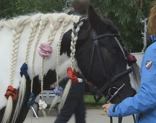 Bob, Piebald Gypsy Vanner horse on Free Rein