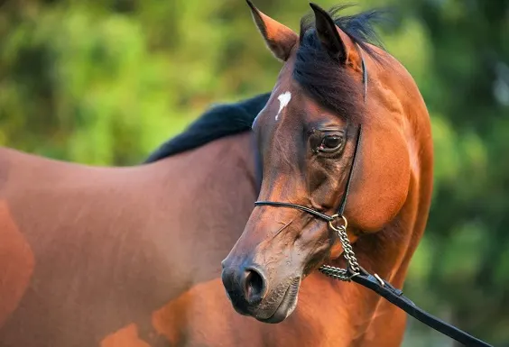 Close up of an Arabian horse