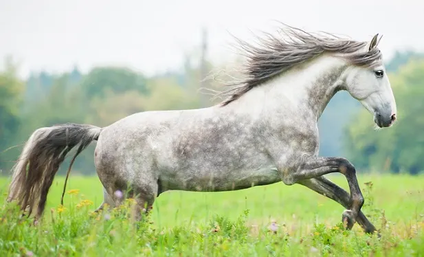 Dapple Grey Andalusian horse cantering in a field