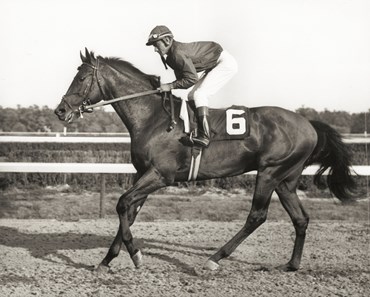 Dr. Fager great racehorse