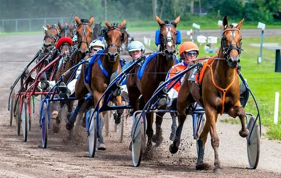 Horses during a horse harness race