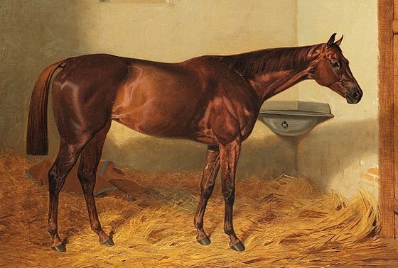 Kincsem, famous racehorse