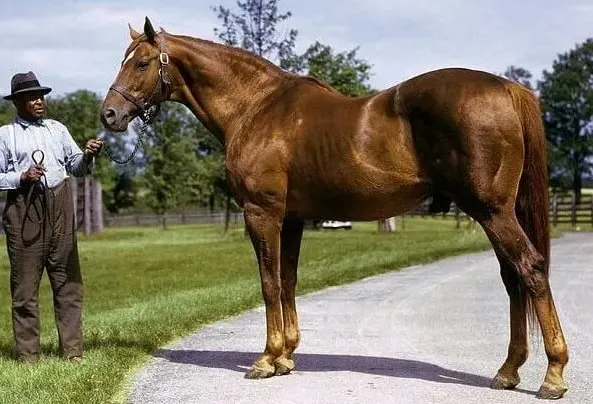 Man o’ War, the best racehorse of all time