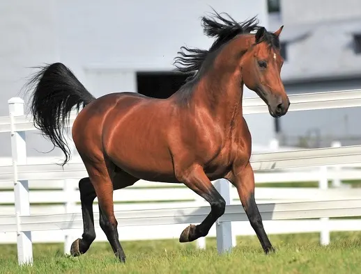 Morgan horse stallion trotting in a grass paddock