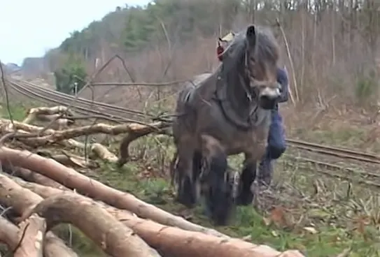 Petra, strong Belgian Draft horse pulling a log