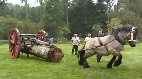 Petra, the worlds strongest horse