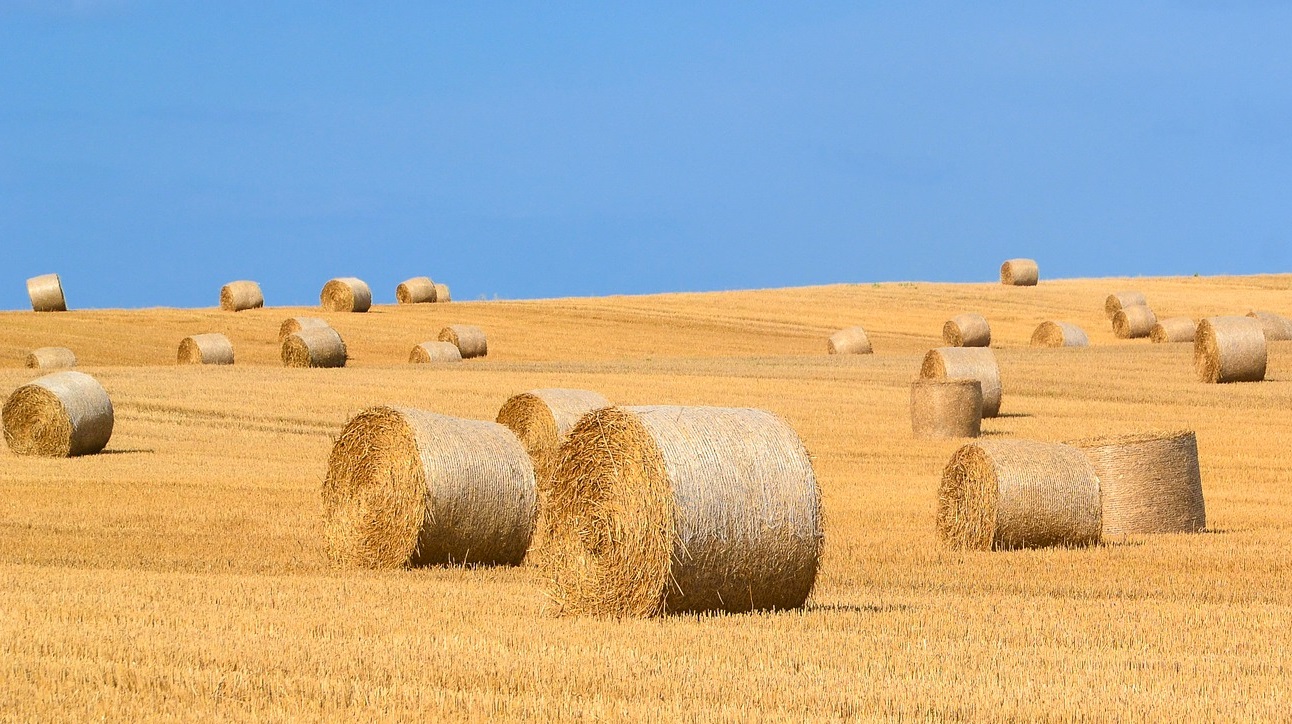 Field of big round hay bales