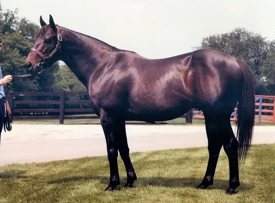 Seattle Slew racehorse being held for a photo