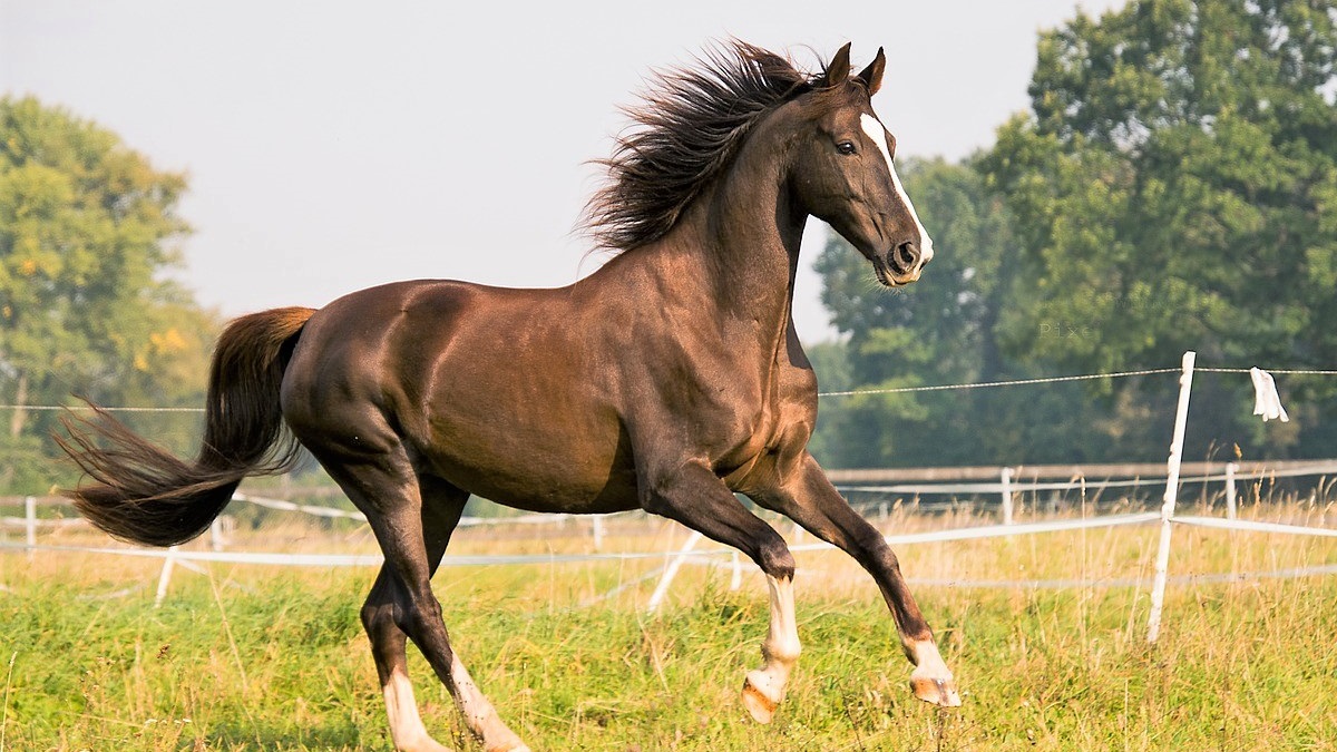 Smartest horse breeds in the world