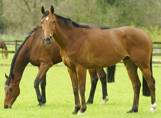 Thoroughbred horse in a paddock looking at the camera