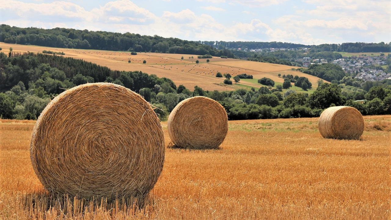 10 Types of Hay & Which Type Is Best for Horses