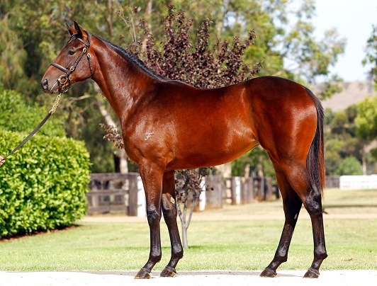 Winx, the best Australian racehorse profile photo