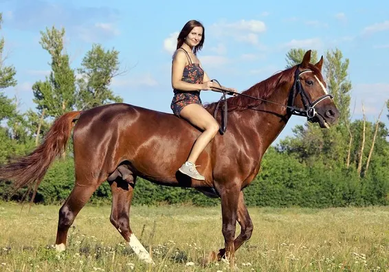 Woman riding a chestnut horse bareback