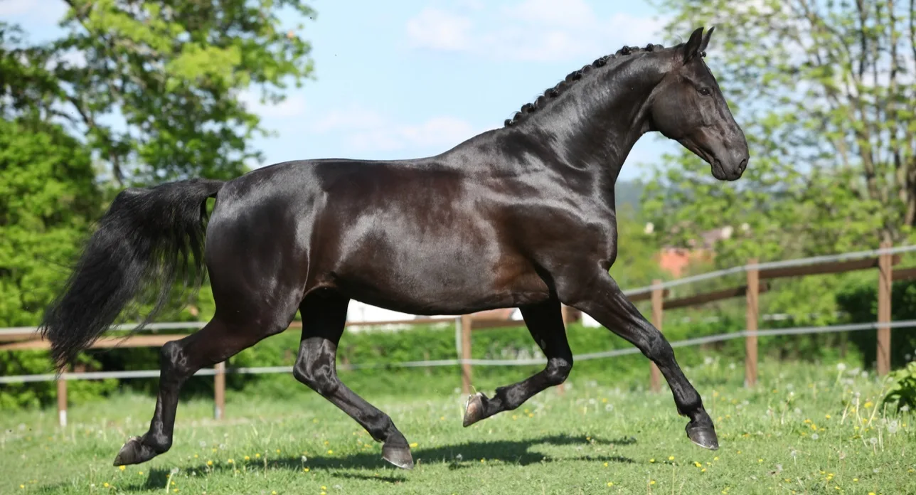 prettiest horse breed in the world