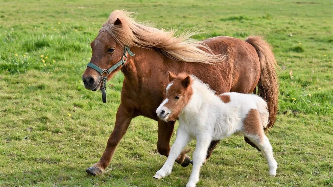 6 Scottish Horse and Pony Breeds