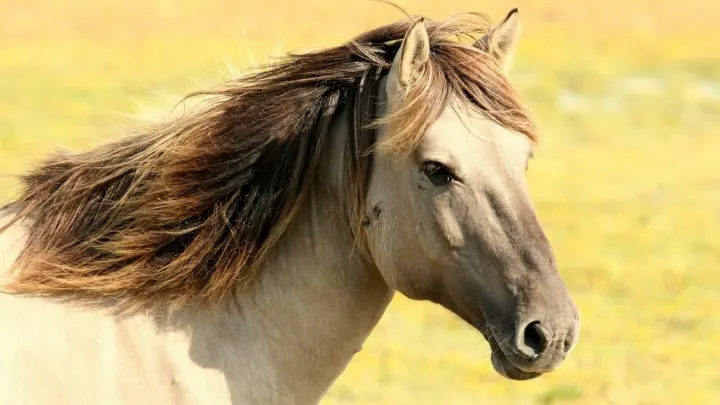 8 Best Endurance Horse Breeds