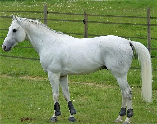 Anglo-Arabian stallion horse