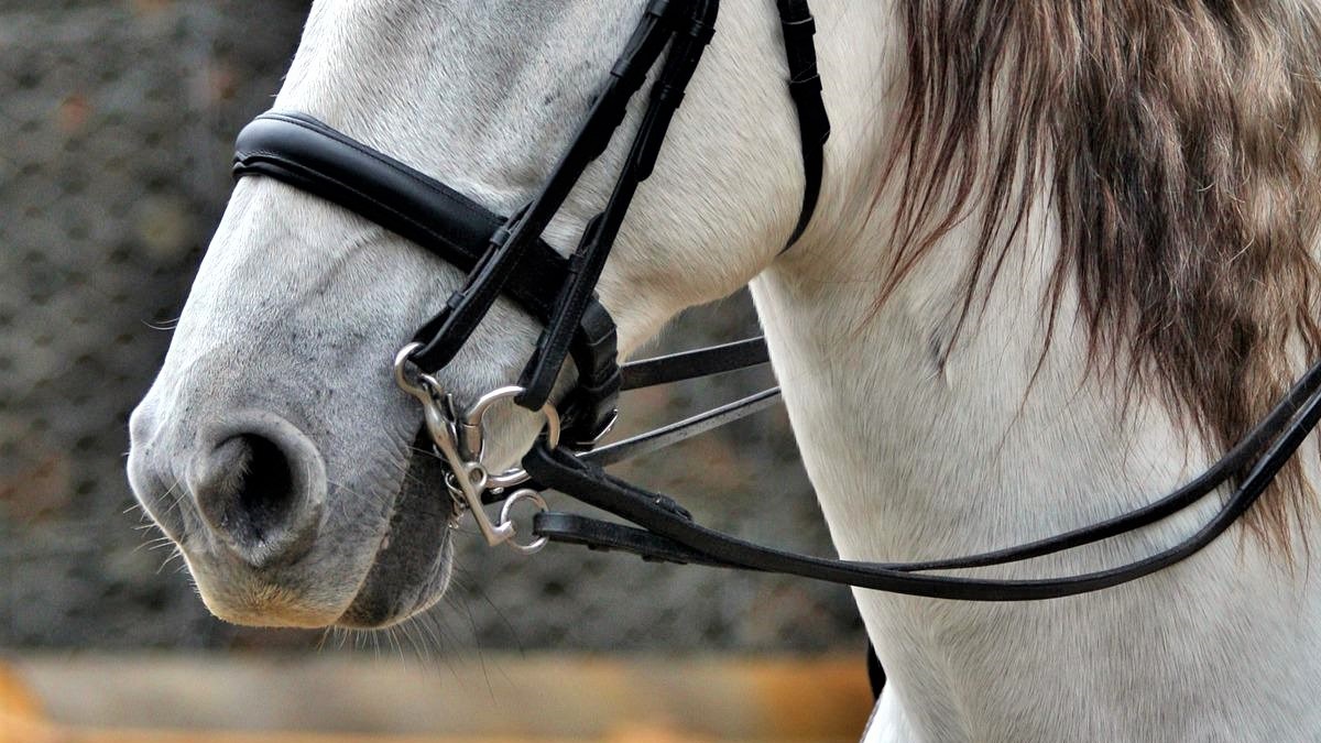 Are Horse Bits Cruel? Do Bits Hurt Horses?