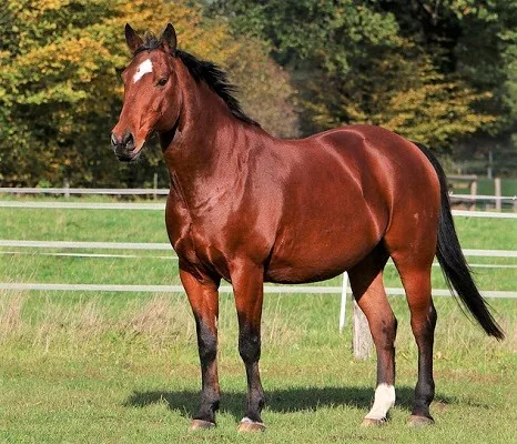 Bay American Quarter horse standing in a field