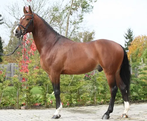 Bay Dutch Warmblood sport horse breed