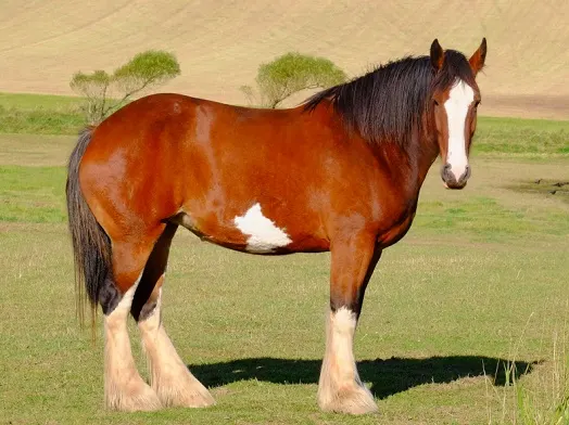 Beautiful Clydesdale horse native to Scotland standing in a field